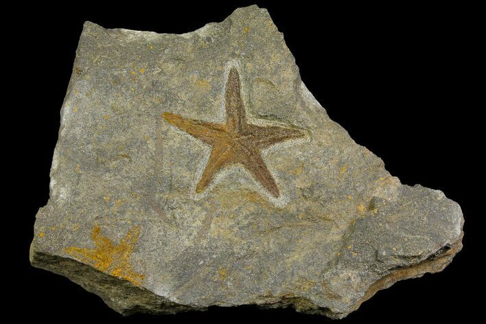 Ordovician Starfish (Petraster?) Fossil - Morocco #178811